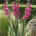 Gladiolus communis subsp.bysantinus